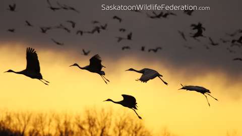 Saskatoon Wildlife Federation